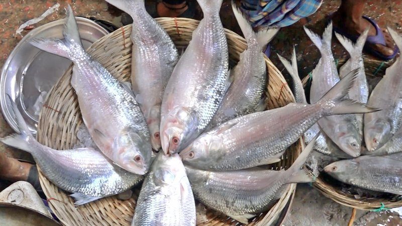 রাতের অন্ধকারে চলছে ইলিশ শিকার