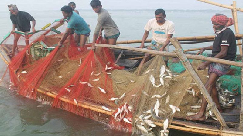 অবৈধ জালের ফাঁদে ইলিশ, উধাও অন্য মাছও