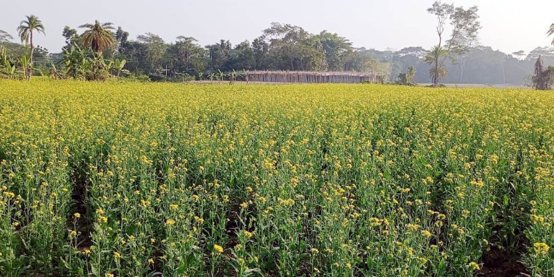 বাবুগঞ্জে বিস্তীর্ণ মাঠজুড়ে হলুদের সমারোহ
