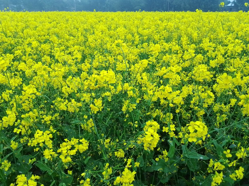 চলনবিলের মাঠজুড়ে হলুদের কার্পেট
