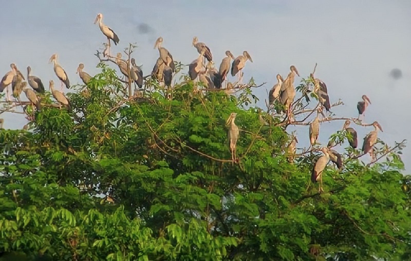 ঝিনাইদহে হুমকির মুখে অতিথি পাখি