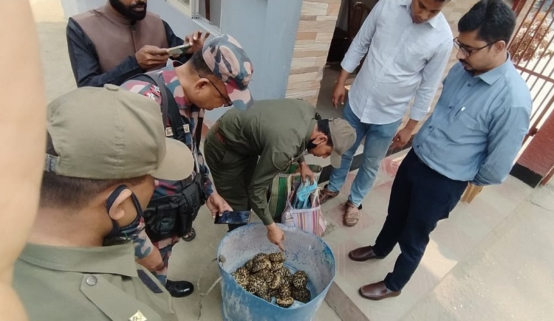 ঝিনাইদহ সীমান্তে বিদেশী প্রজাতির ৪৭ টি কচ্ছপ জব্দ