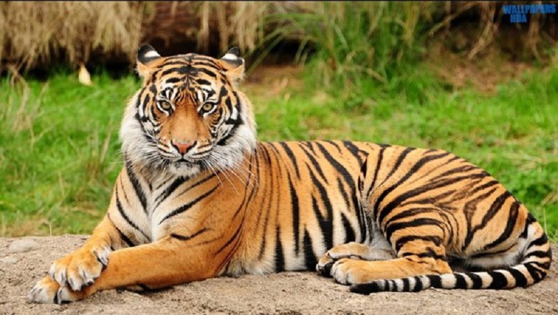 সাতক্ষীরায় বাঘের চামড়া উদ্ধার