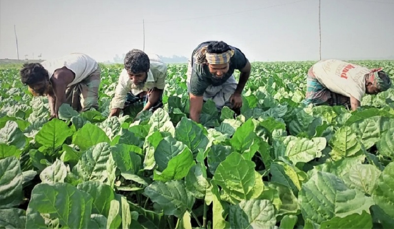 মেলান্দহে চাষিরা তামাক চাষে ঝুঁকছেন