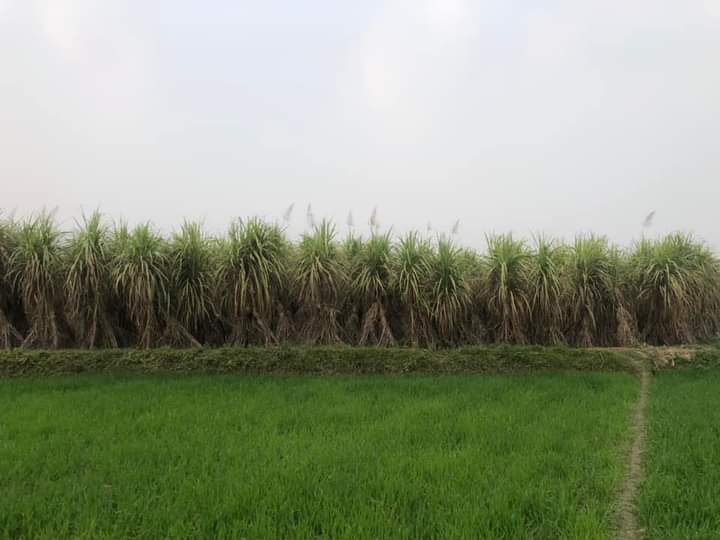 দেওয়ানগঞ্জের জিল বাংলা চিনিকল আখের অভাবে বন্ধ