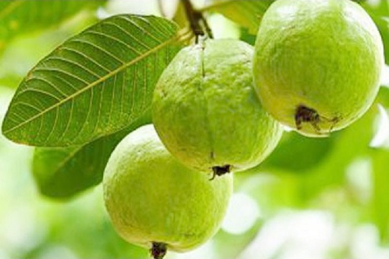 পেয়ারা খাওয়ার অপকারিতা