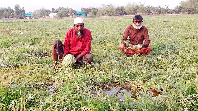 কলমাকান্দায় বৃষ্টির পানিতে তরমুজ চাষিদের স্বপ্ন ভঙ্গ