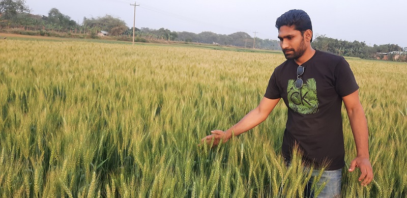 ঝিনাইদহে ১শ ২২ কোটি টাকার গম উৎপাদনের আশা