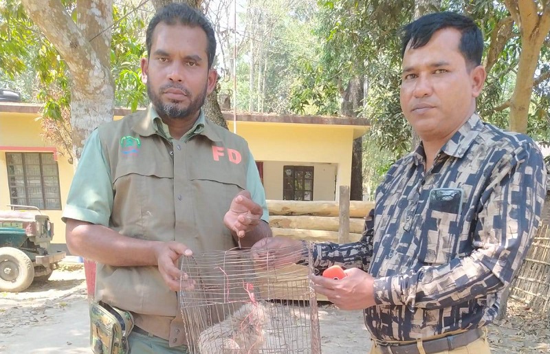 রাজস্থলীতে বিরল প্রজাতির ঈগল পাখি উদ্ধার