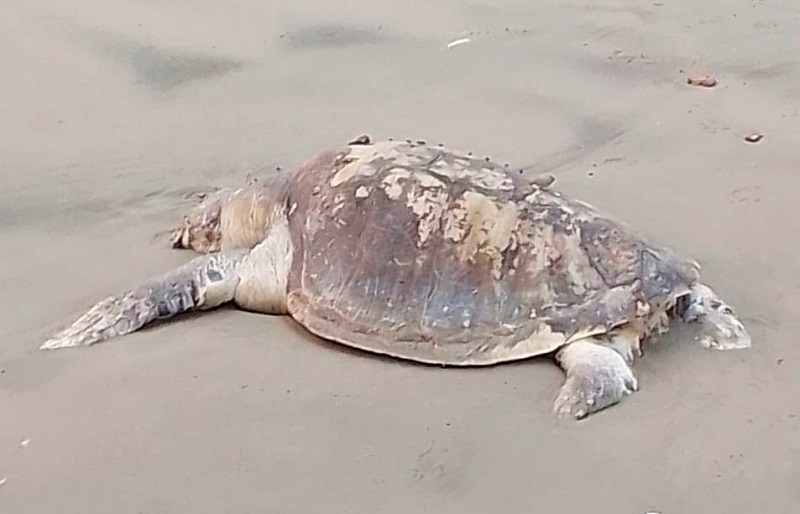 কুয়াকাটা সমুদ্র সৈকতে ভেসে এলো মৃত কচ্ছপ