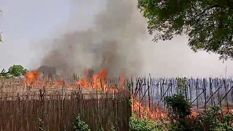 চুয়াডাঙ্গায় ভূট্টাক্ষেত ও পানের বরজে ভয়াবহ অগ্নিকান্ড