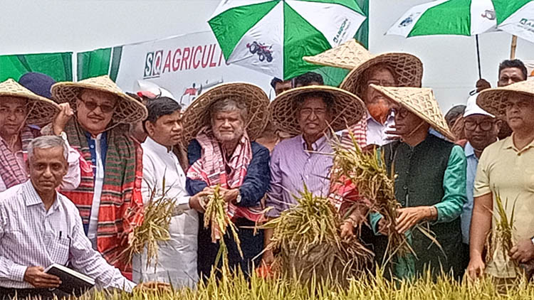 হাওরে ধান কাটলেন তিন মন্ত্রী