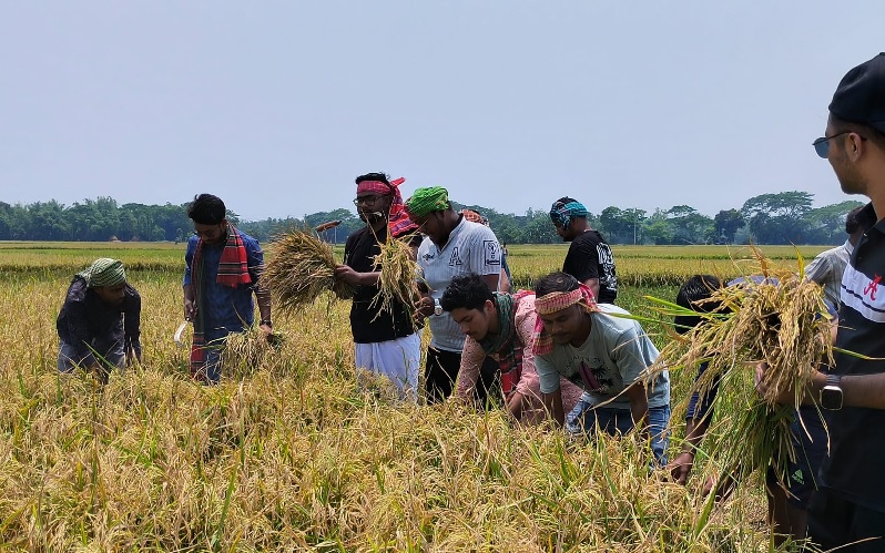 নেত্রকোণার মোহনগঞ্জে ধান কেটে দিলেন জবি ছাত্রলীগ নেতা শাওন