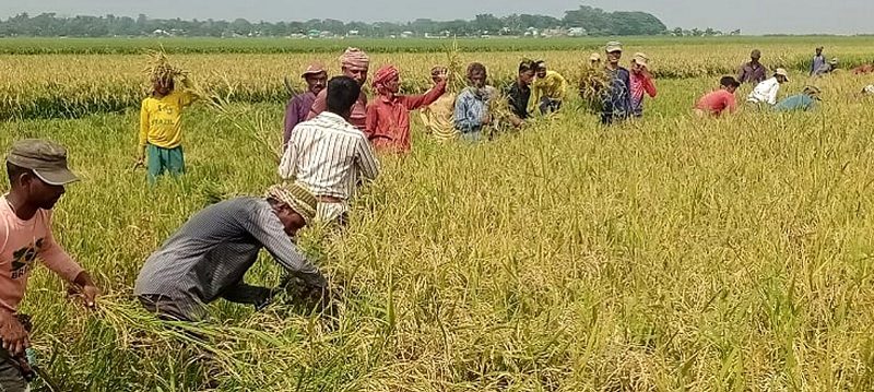 নেত্রকোণায় বোরো ধান কাটায় ব্যস্ত কৃষকরা