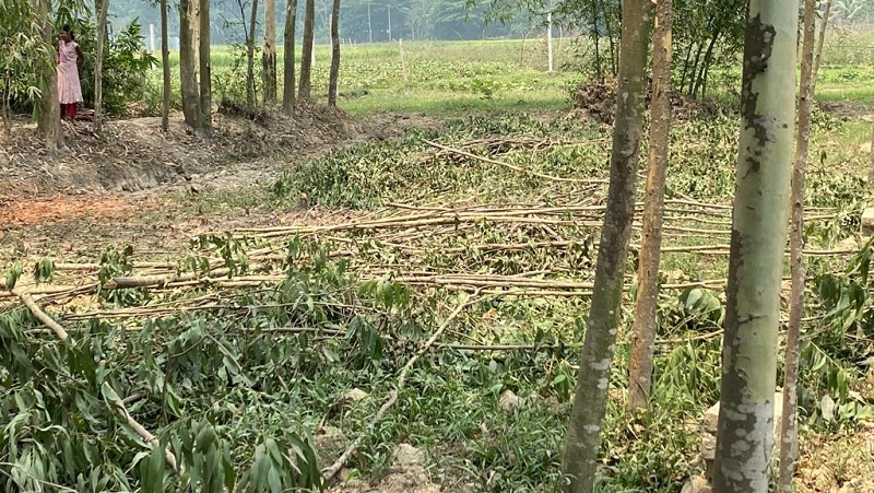 চট্টগ্রামে জায়গা বিরোধের জেরে শতাধিক গাছ কাঁটার অভিযোগ