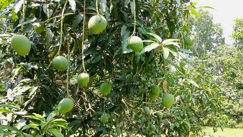 মেহেরপুরের হিমসাগর যাবে ইউরোপ সহ বিশ্বের ১০ দেশে