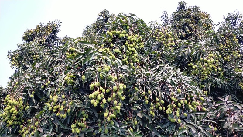 মেহেরপুরে লিচুর ফলন বিপর্যয়ের আশঙ্কা