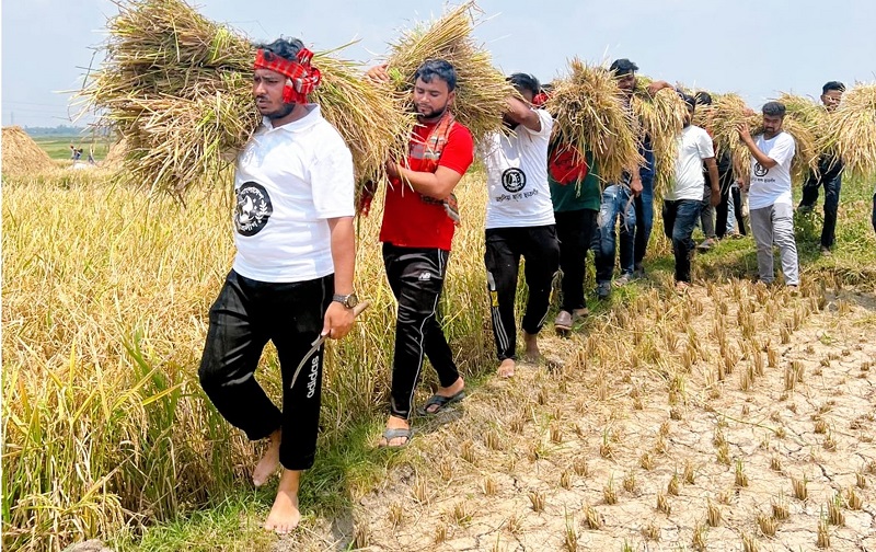 আশুলিয়ায় কৃষকের ধান কেটে ঘরে তুলে দিলেন ছাত্রলীগ নেতাকর্মীরা