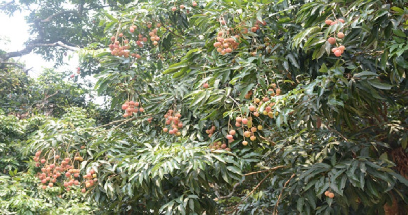 যশোরে লিচুর বাম্পার ফলন