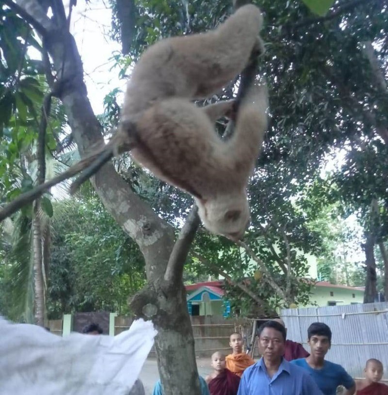 রাজস্থলীতে “বেঙ্গল স্লো লরিস” নামের লজ্জাবতী বানর উদ্ধার