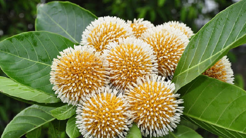 বর্ষায় দেখা যায় যেসব ফুল