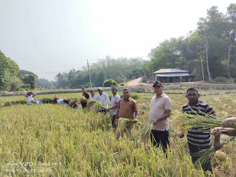 রাঙ্গামাটির রাজস্থলীতে কৃষকের ধান কেটে ঘরে তুলে দিলো কৃষক লীগ ও যুবলীগ