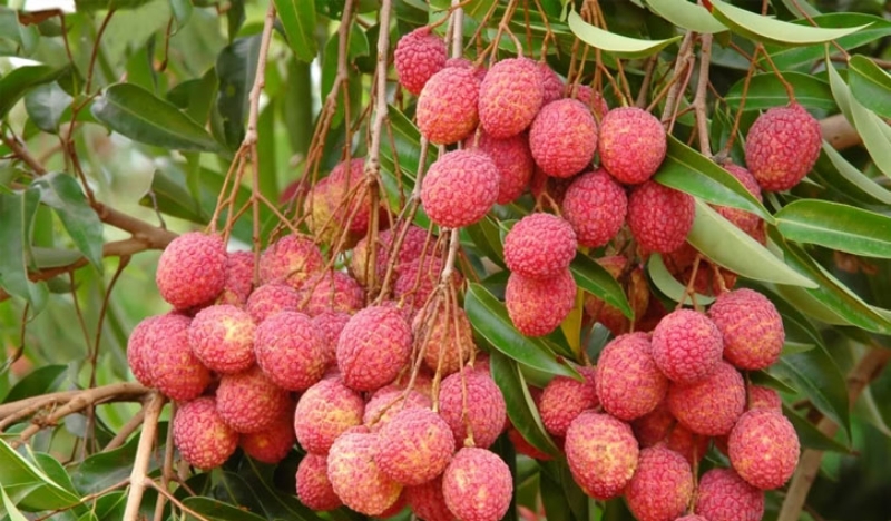 লিচু খেয়ে একই পরিবারের ৫ জন হাসপাতালে