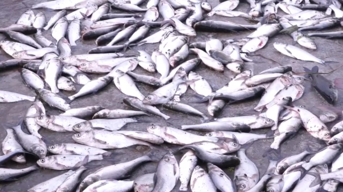 মাছের ঘেরে বিষ, ক্ষতি কোটি টাকার