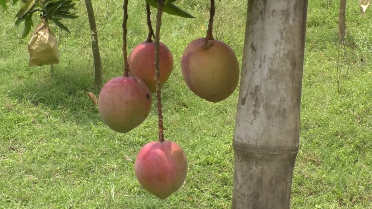 ৩৫ প্রজাতির আম সংরক্ষণ করছে গৌরমতি এগ্রো ফার্ম