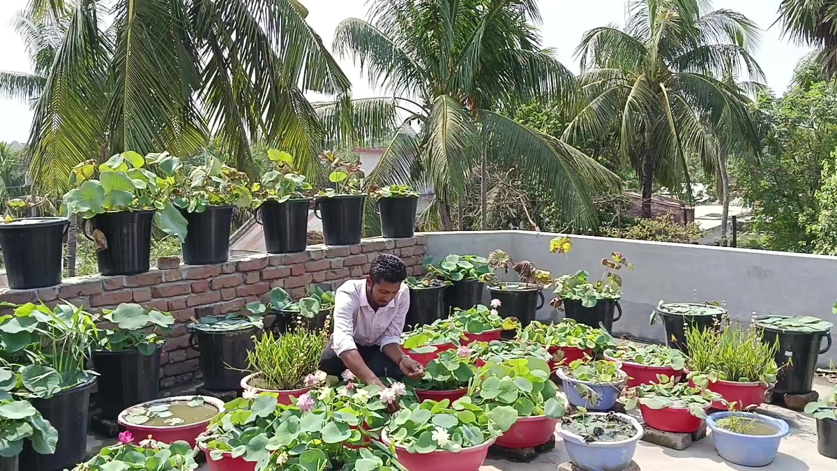 মেহেরপুরে বাড়ির ছাদে শাপলা ও পদ্ম ফুলের রাজ্য
