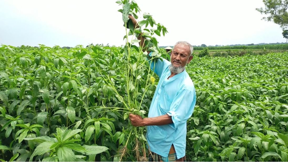 মেহেরপুরে বিএডিসির পাট বীজে কপাল পুড়েছে চাষিদের