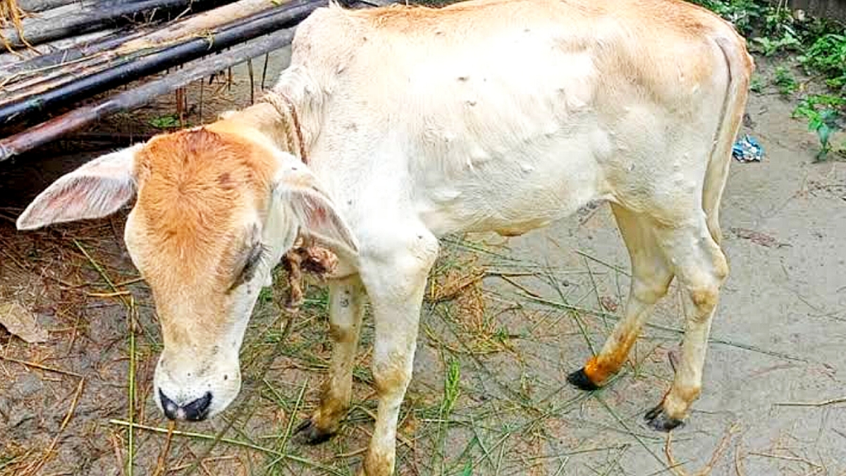 নেত্রকোণায় লাম্পি স্কিন ভাইরাস, গরু নিয়ে দিশেহারা খামারিরা