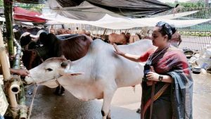 শেষ মুহূর্তে জমে উঠেছে পুরান ঢাকার গরুর হাট