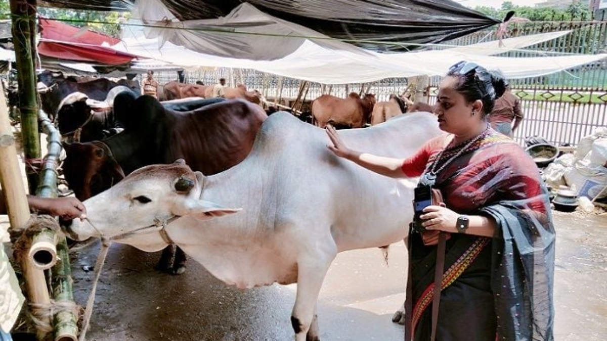শেষ মুহূর্তে জমে উঠেছে পুরান ঢাকার গরুর হাট