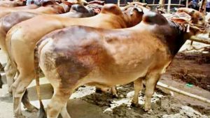 এবার দেশে ১ কোটি ৪১ হাজার পশু কুরবানি