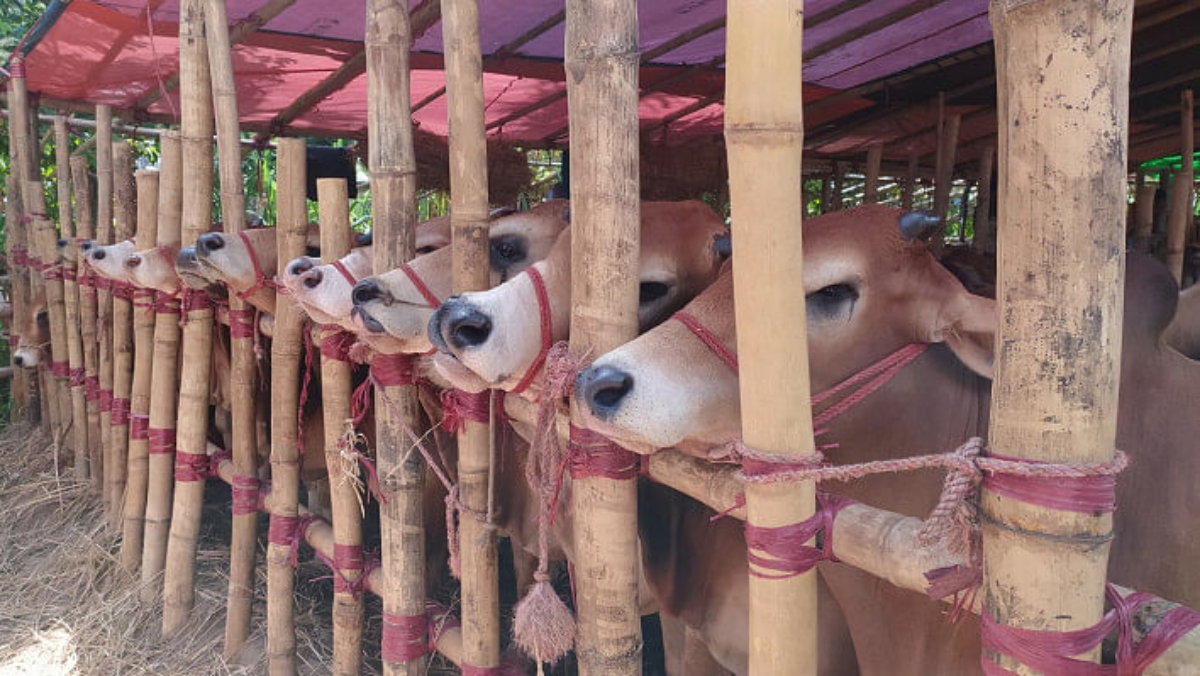 এবার দেশে ১ কোটি ৪১ হাজার পশু কুরবানি