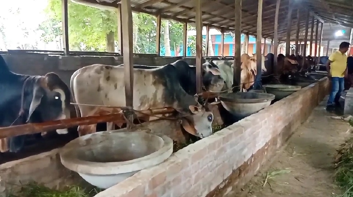 সদরপুরে কোরবানিকে সামনে রেখে গবাদিপশু পরিচর্যায় ব্যস্ত সময় পার করছেন খামারিরা