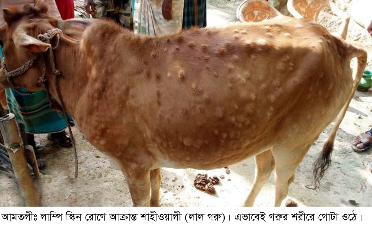 বরগুনায় লাম্পি স্কিনের প্রাদুর্ভাব, ভ্যাকসিন সরবরাহ না থাকায় দুশ্চিন্তায় খামারীরা
