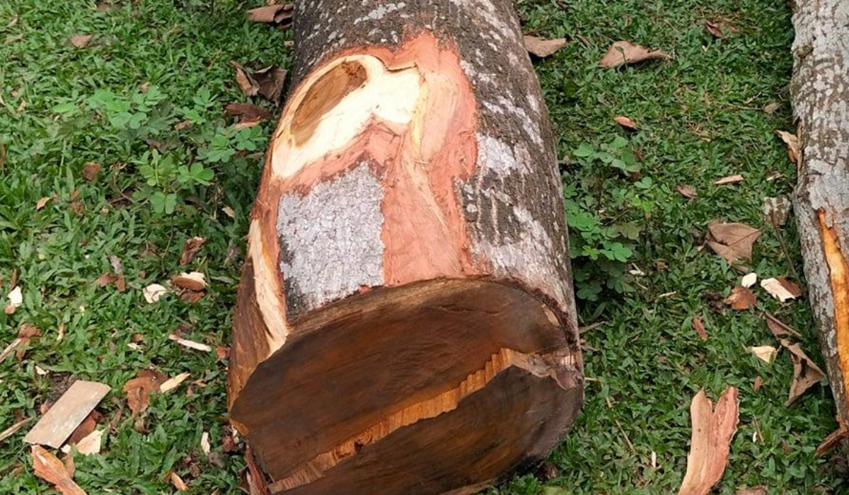 সওজের গাছ কেটে চুরি, নীরব কর্তৃপক্ষ