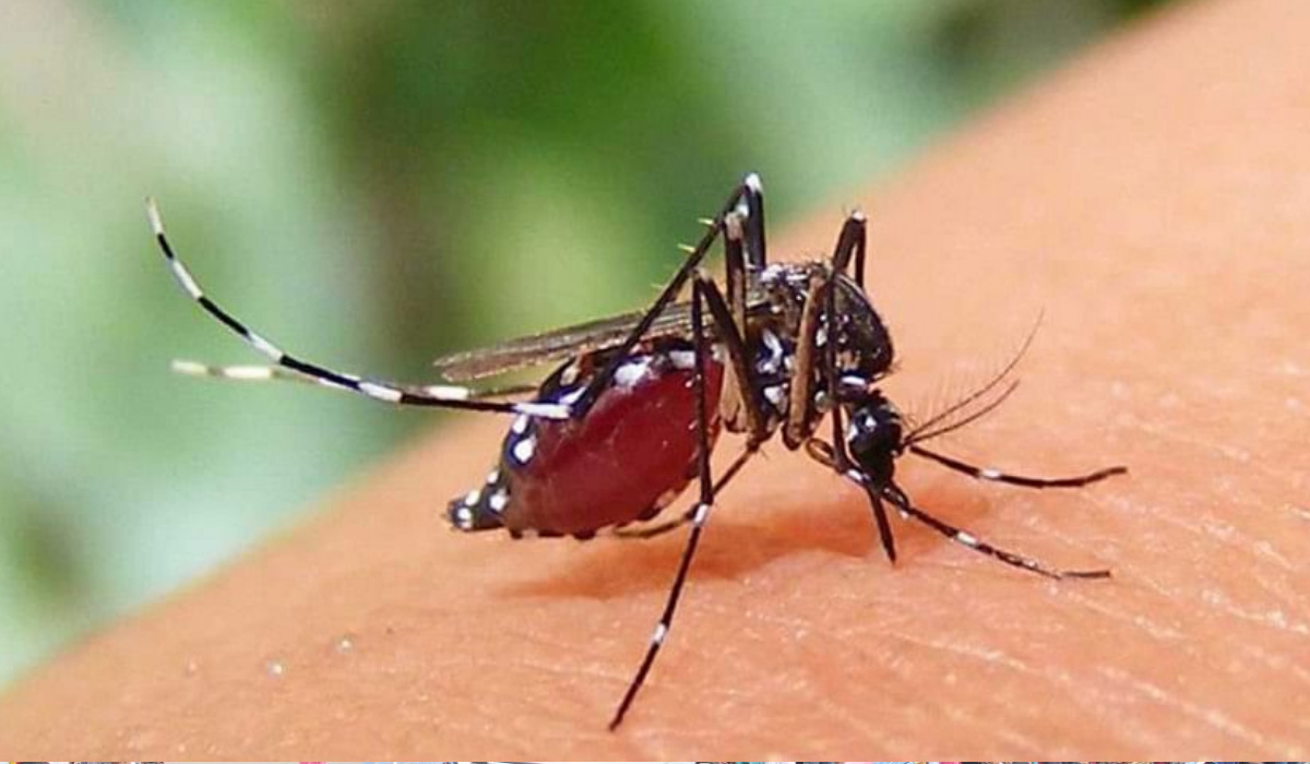 চট্টগ্রামে ডেঙ্গুর প্রকোপ: একদিনে শনাক্ত ১০১, নিহত ২
