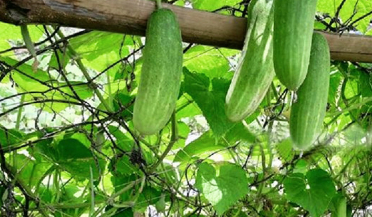 ১১ হাজার টাকা খরচ, দুই মাসে শসা থেকে আয় দেড় লাখ টাকা