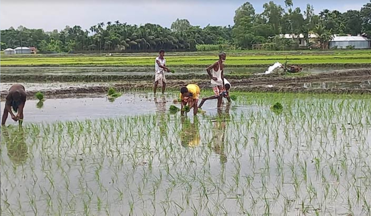 বৃষ্টির দেখা নেই, আমন রোপণ নিয়ে বিপাকে কৃষক