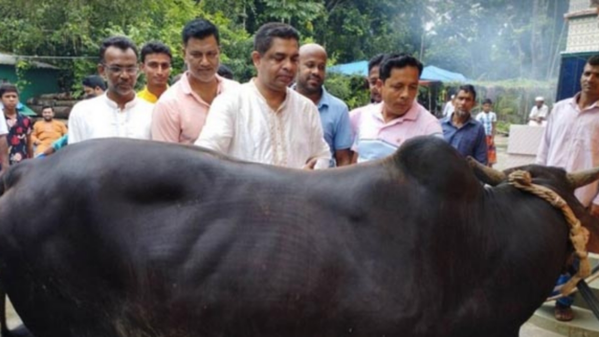 কালিয়ায় বঙ্গবন্ধুর পরিবারের নামে গরু কোরবানি
