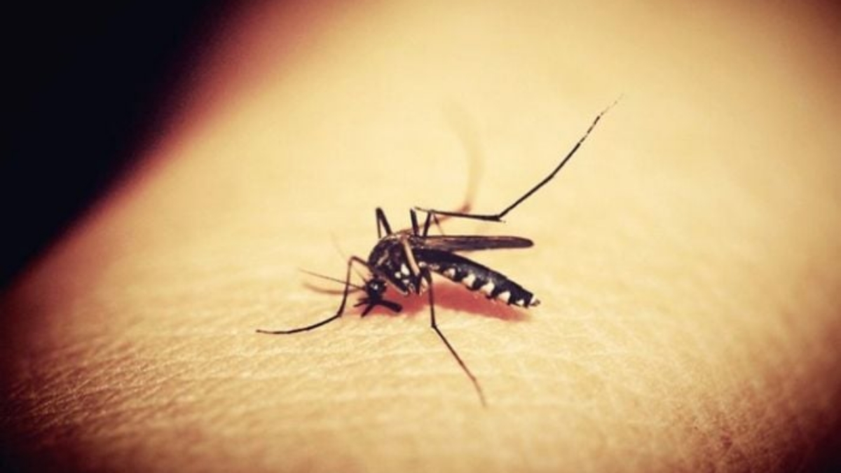ডেঙ্গুতে দুইজনের মৃত্যু, হাসপাতালে ভর্তি ৫০৯