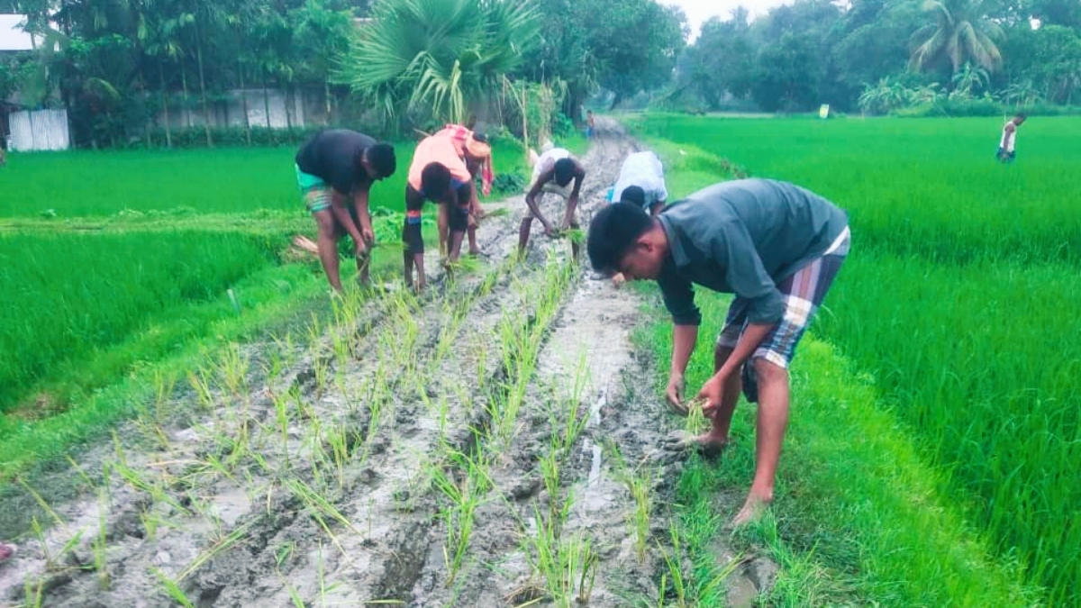 দীর্ঘ দিনেও পাকা না করায় রাস্তায় ধানের চারা লাগালেন গ্রামবাসী