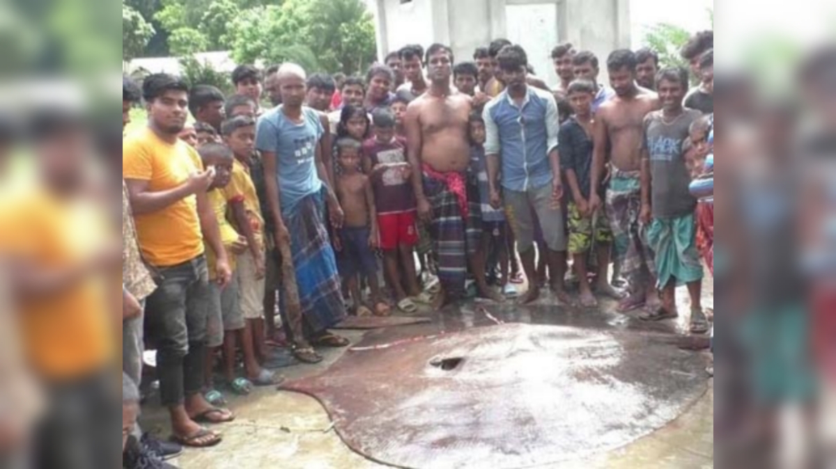 ৮০ হাজারে বিক্রি হলো ৫ মণ ওজনের নিষিদ্ধ শাপলাপাতা