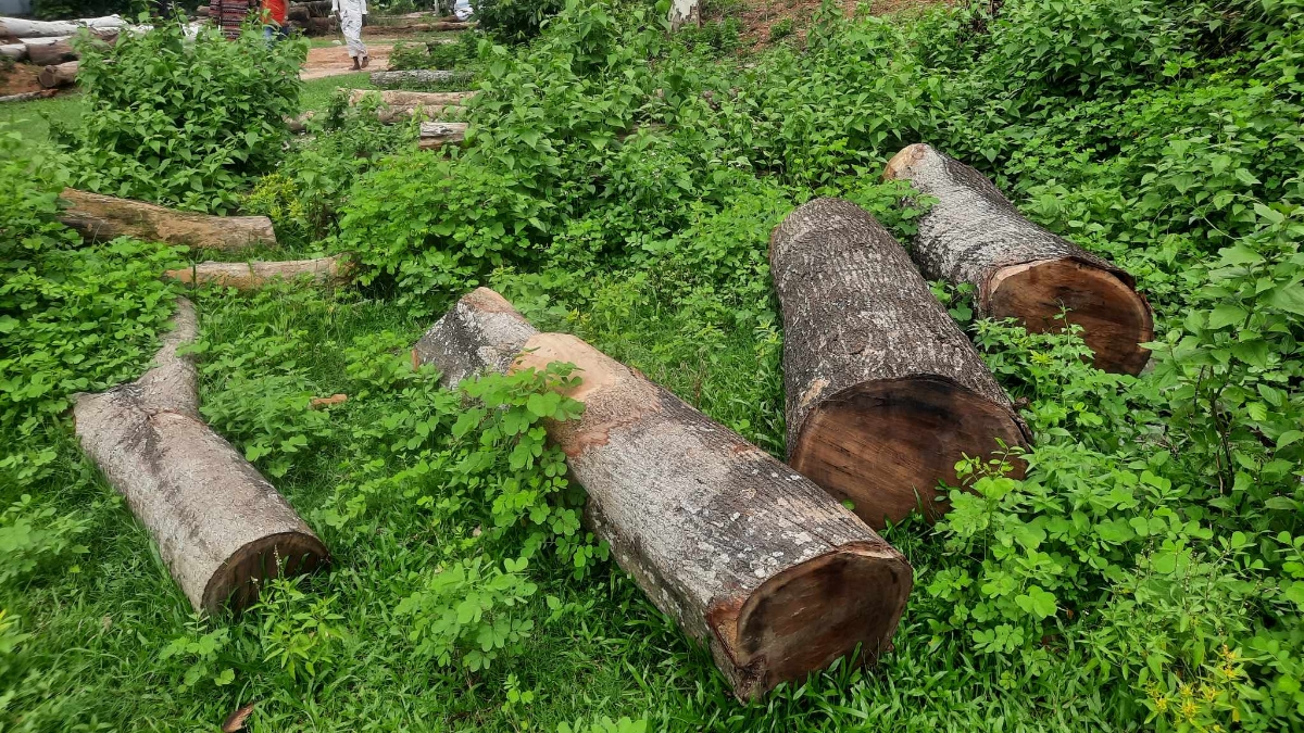 সওজের ঝড়ে পরা সেই গাছ আজও পরে আছে মিলে