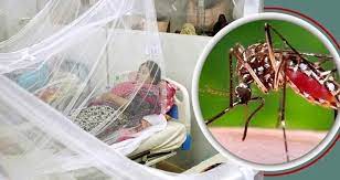 যশোরে ডেঙ্গুতে ২৪ ঘন্টায় ২ জনের মৃত্যু, আক্রান্ত ৯