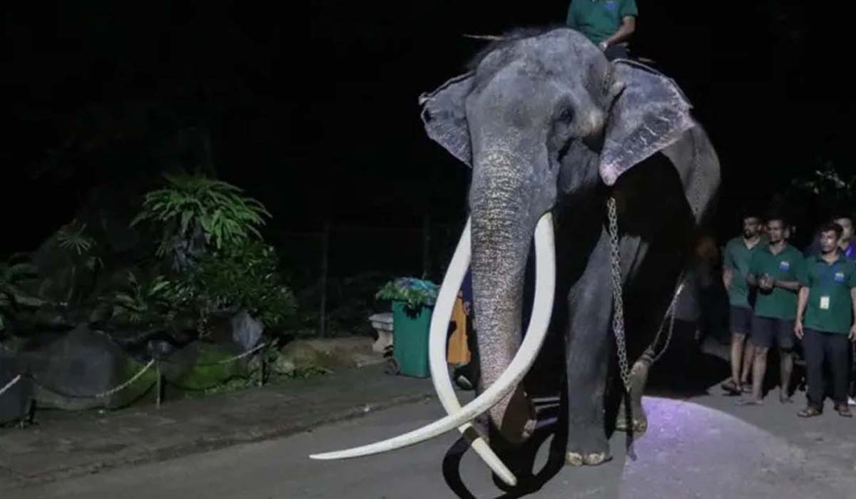 নির্যাতনের অভিযোগে শ্রীলঙ্কাকে দেওয়া হাতি ফিরিয়ে নিল থাইল্যান্ড
