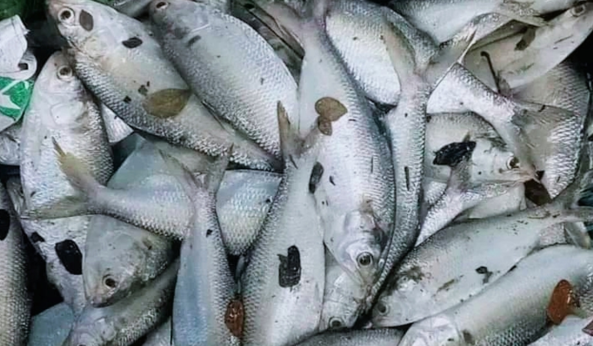 পাথরঘাটায় পুকুরে মিললো ৯৫ টি জ্যান্ত ইলিশ